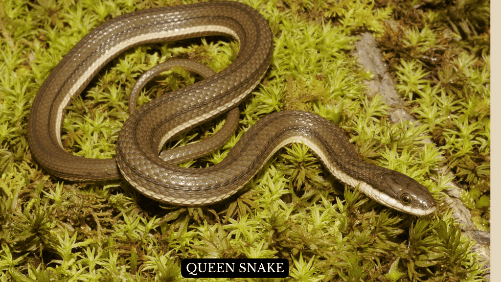 Queen Snake