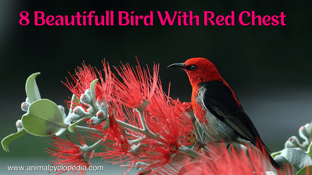 8 Beautifull Bird With Red Chest Images & details Info.