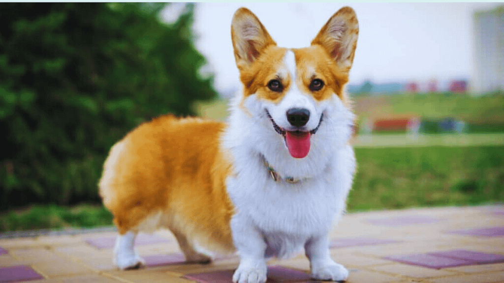 American Corgi