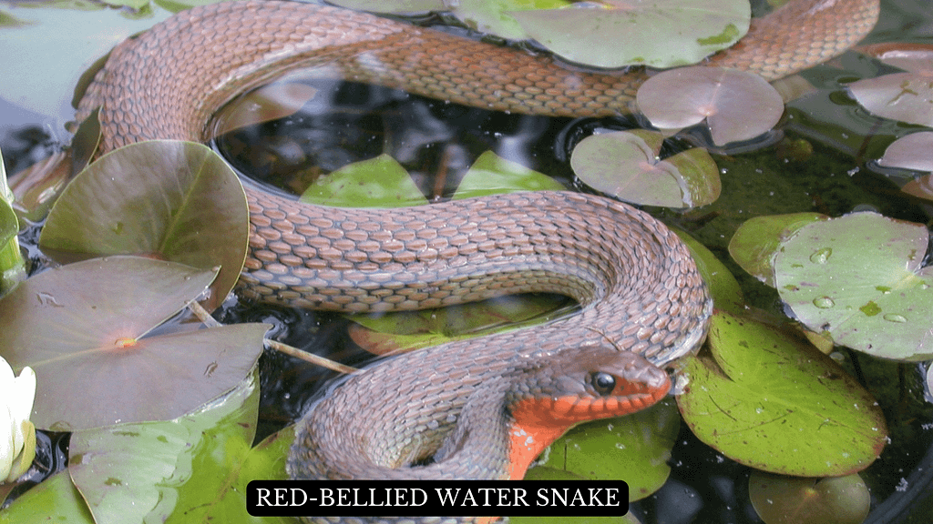 Red-bellied Water Snake-min