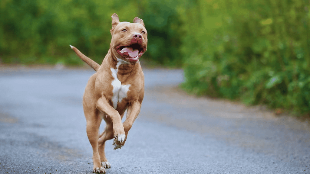 What Are The Most Aggressive Breeds of Dogs ( Top 5)