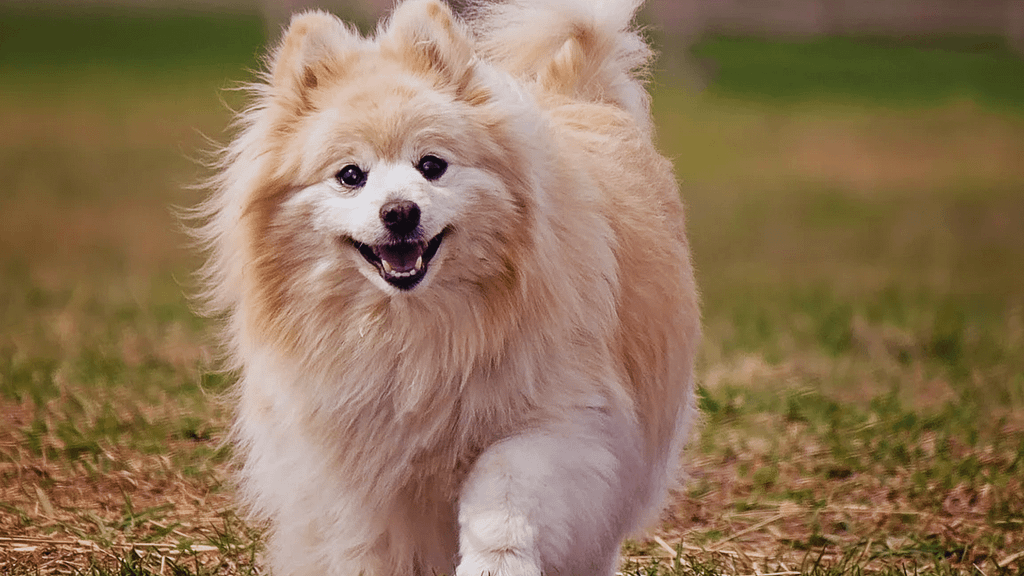 Indian Spitz Brown Colours  