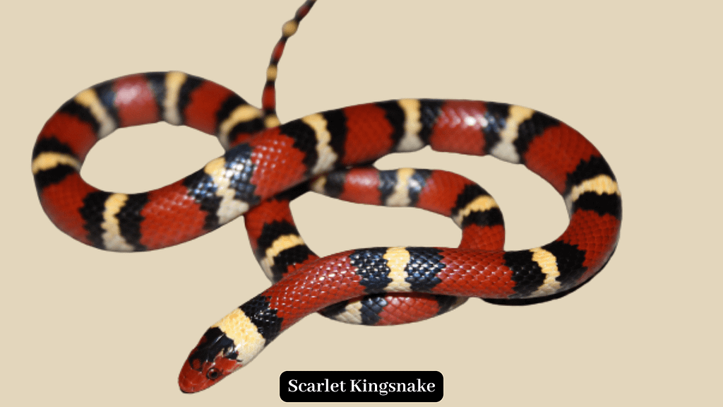 Scarlet Kingsnake