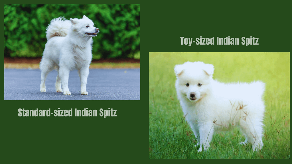 Types of Indian Spitz And Their Appearance