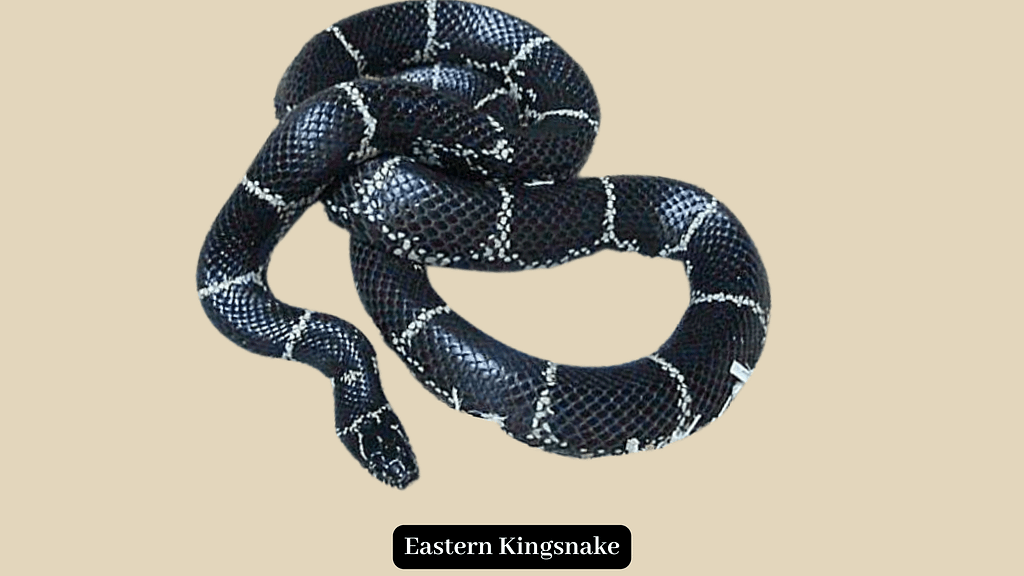 Eastern Kingsnake , King snakes in Texas
