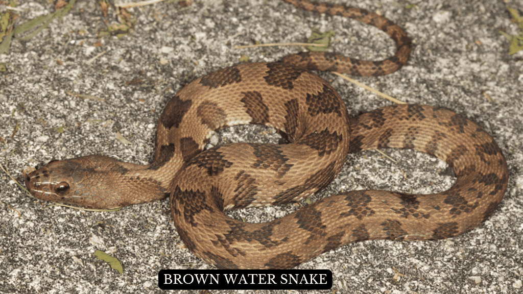 Brown Water Snake  