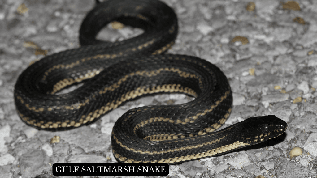 Gulf Saltmarsh Snake 