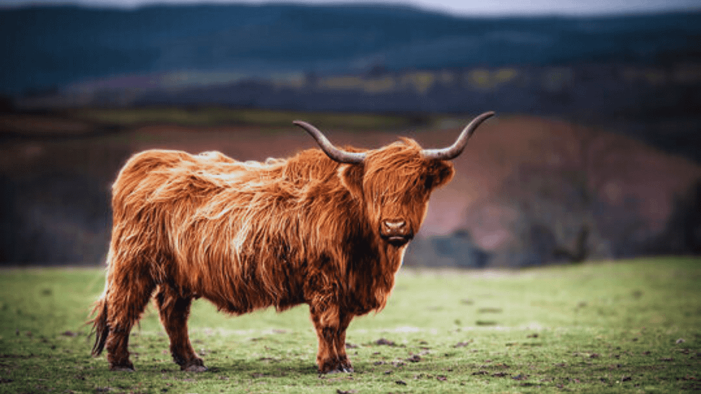 Mini Highland Cow's Lifespan, Size, Weight, Price And Guide 2024