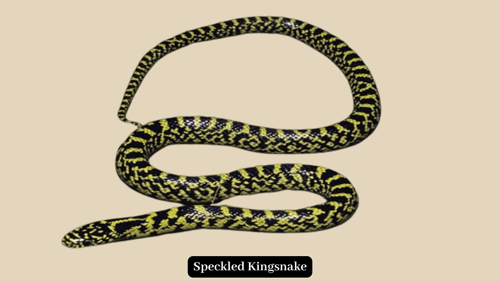 Speckled Kingsnake 
