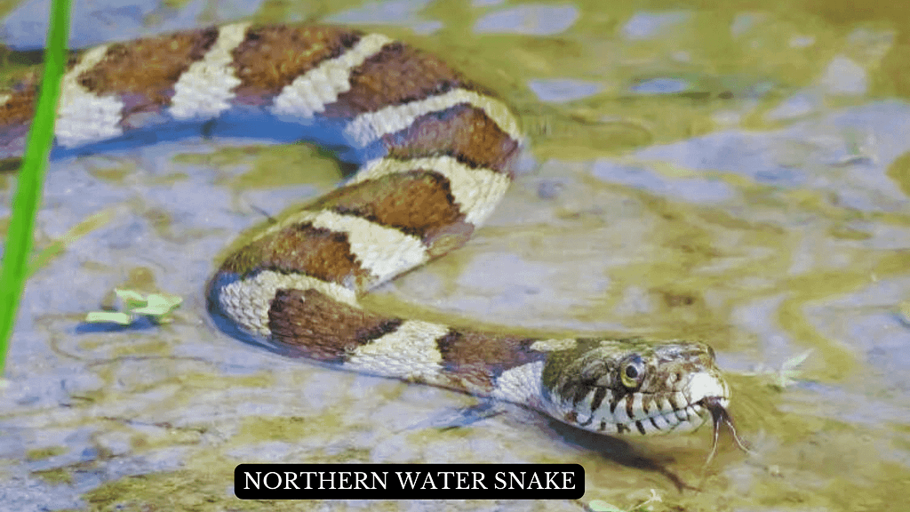 Northern Water Snake  , Water Snakes in Tennessee