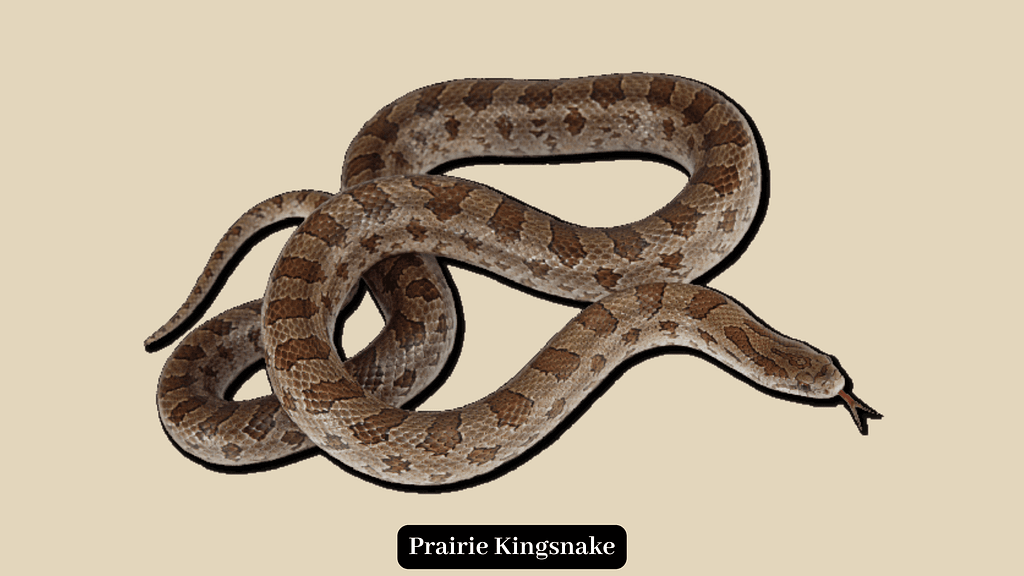 Prairie Kingsnake 
