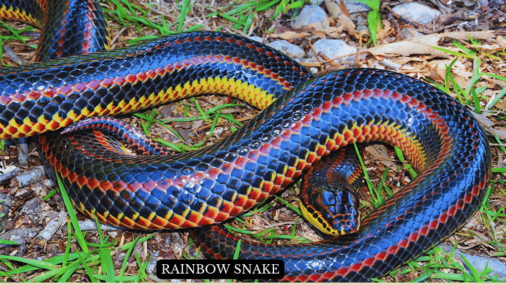 Rainbow Snake  