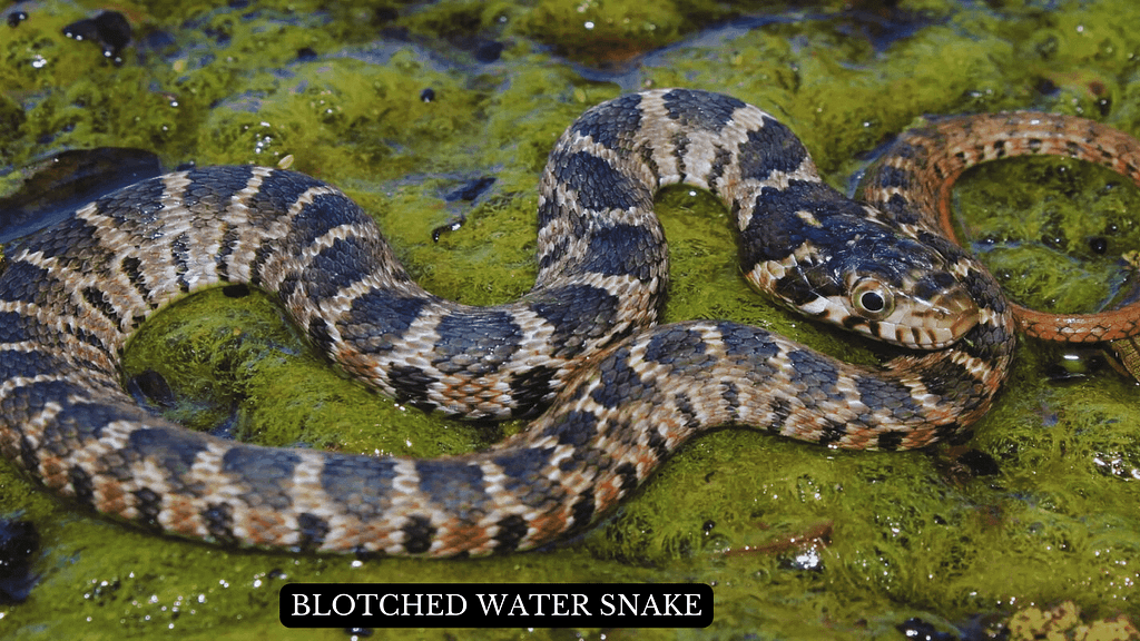 Blotched Water Snake  