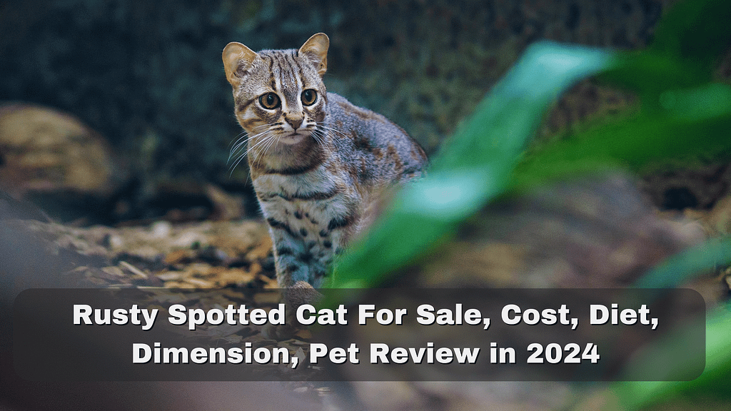 Rusty Spotted Cat For sale, Cost, Diet, Dimension, Pet 2024