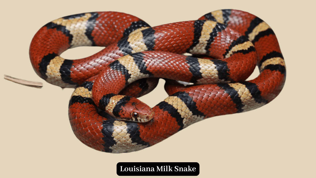 Louisiana Milk Snake