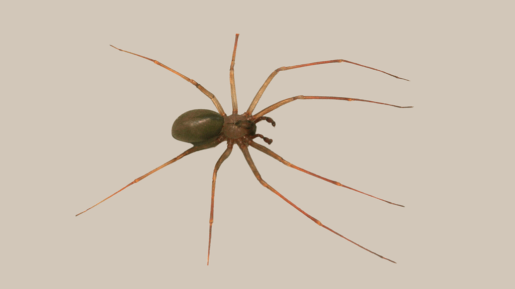 Brown Recluse