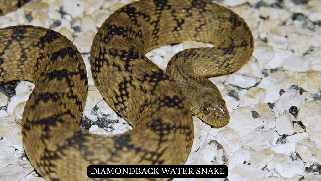 Diamondback Water Snake  