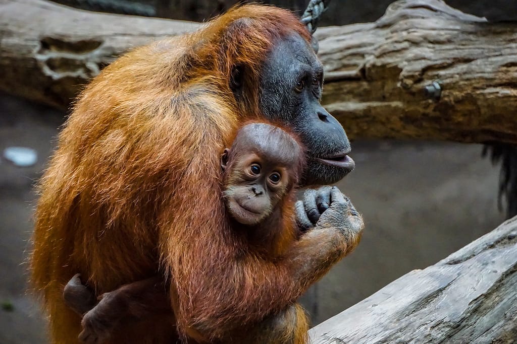 Are Orangutans Dangerous For Humans?