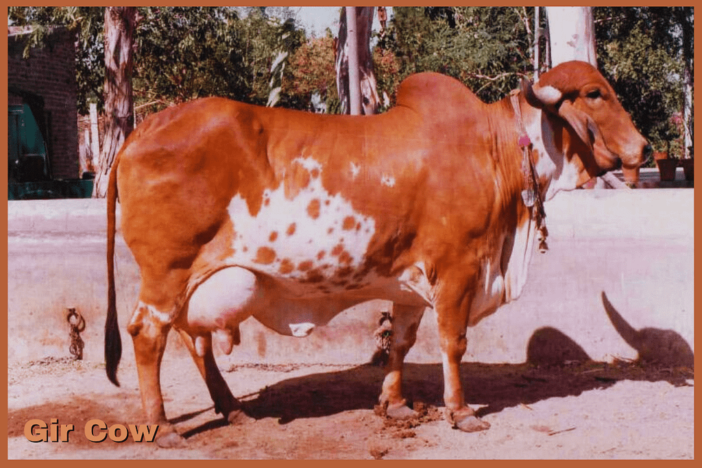 Gir Cow 