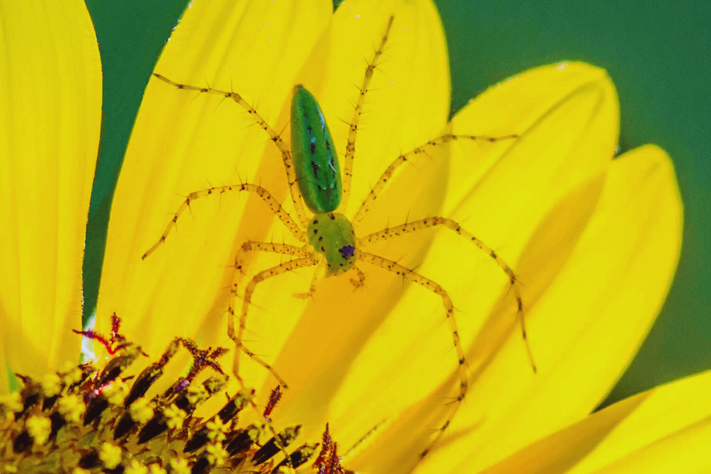 Is Green Lynx Spider Poisonous?