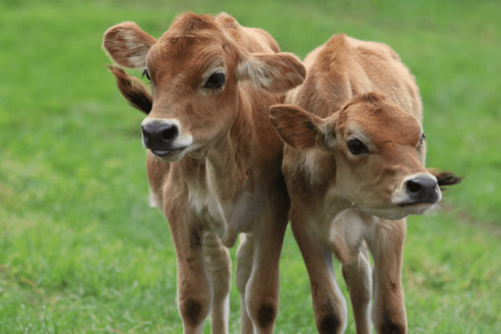 Jersey Cow Price, Milk Per Day, images, Food ,Adaptability