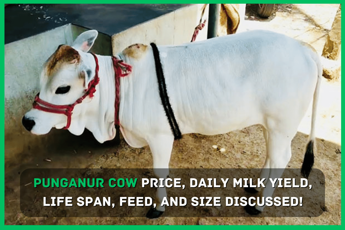 Punganur Cow Price, LifeSpan, Milk Per Day, Milk Price Per litre!