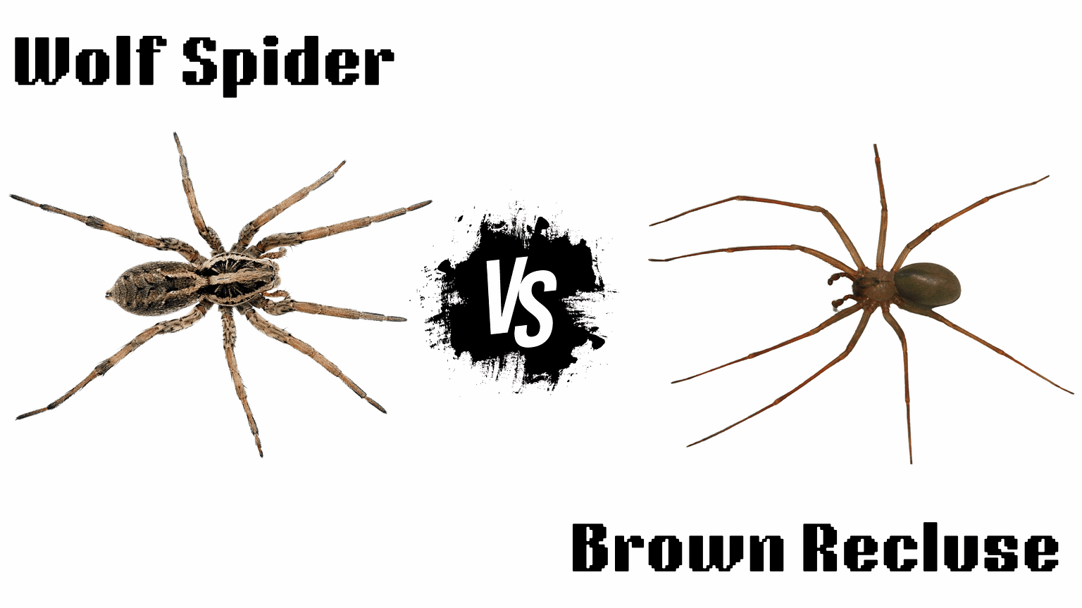 Wolf Spider vs. Brown Recluse: Don't Be Fooled!