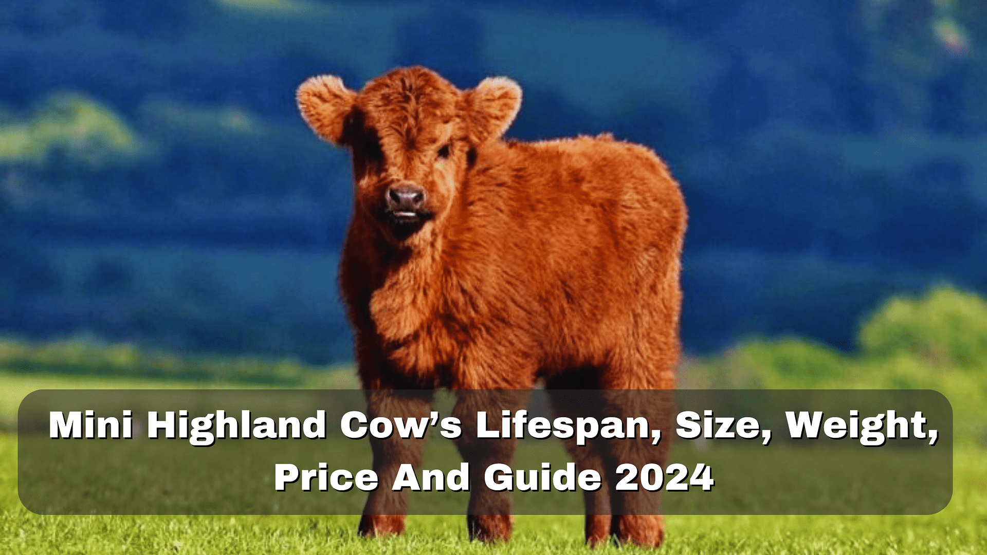 Mini Highland Cow's Lifespan, Size,Weight, Price ,Guide 2024
