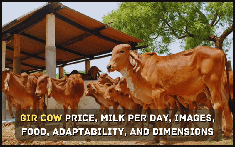 Gir Cow Price, Milk Per Day, Images, Food, Adaptability,