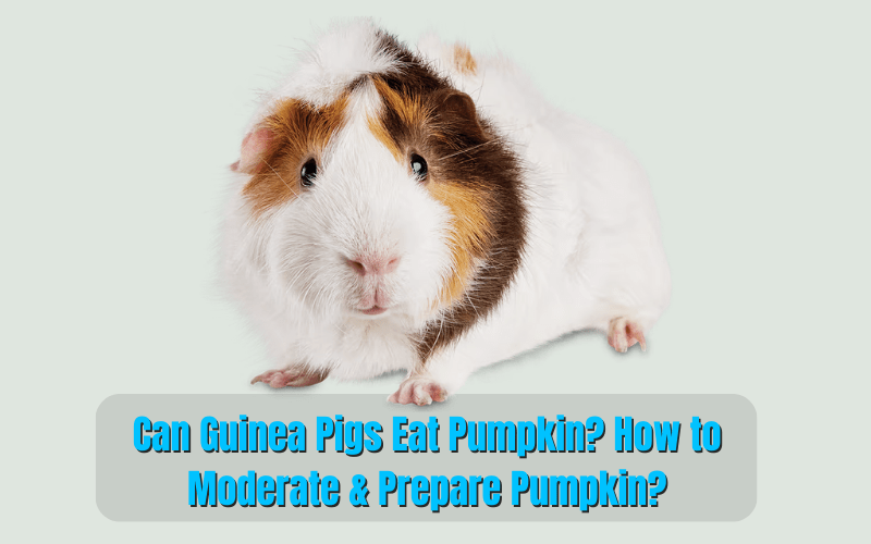 can-guinea-pigs-eat-pumpkin-prepare-pumpkin-with-proven-guide
