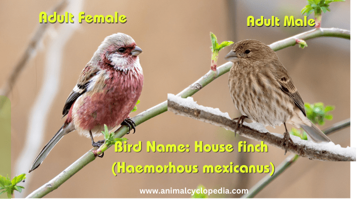 male & female House finch (Haemorhous mexicanus) 