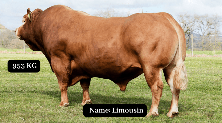Limousin 