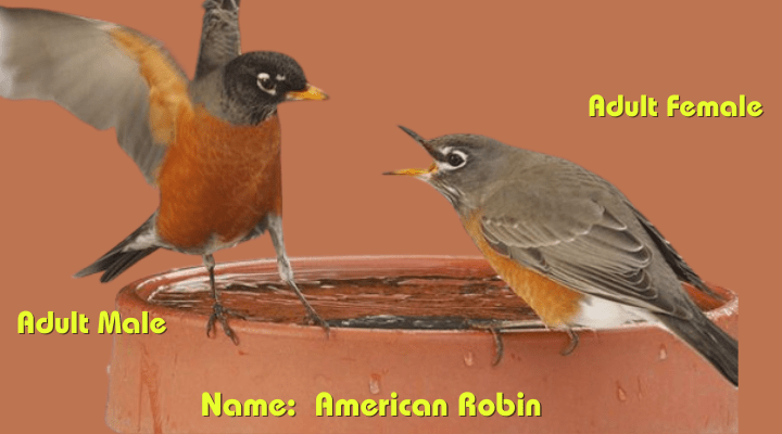 Male & Female American Robin (Turdus migratorius)