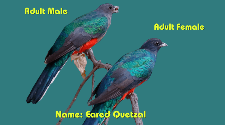 Male & female Eared Quetzal (Euptilotis neoxenus)