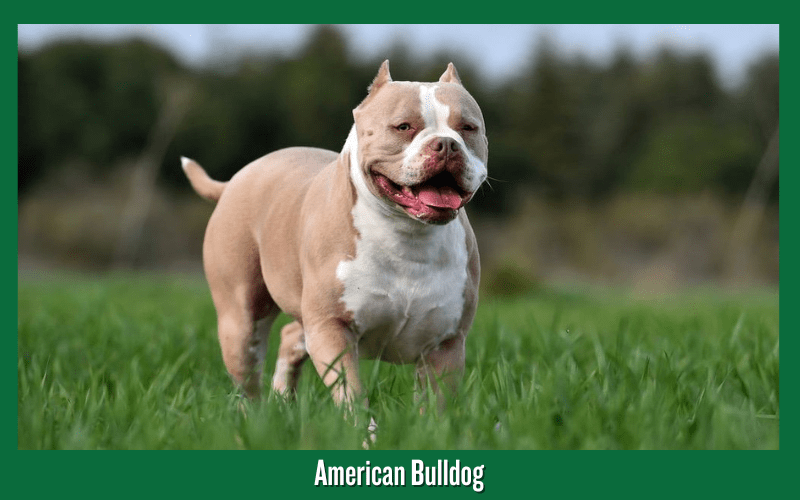  American Bulldog