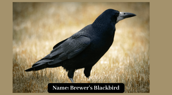 Brewer's Blackbird