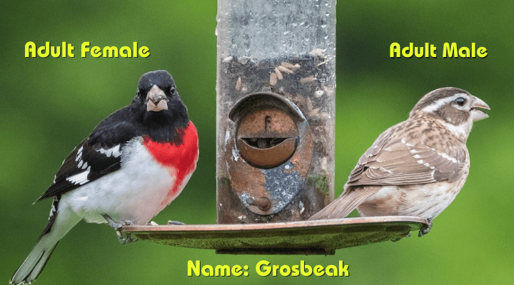 Male & female Red Chest Grosbeak (Pheucticus ludovicianus)