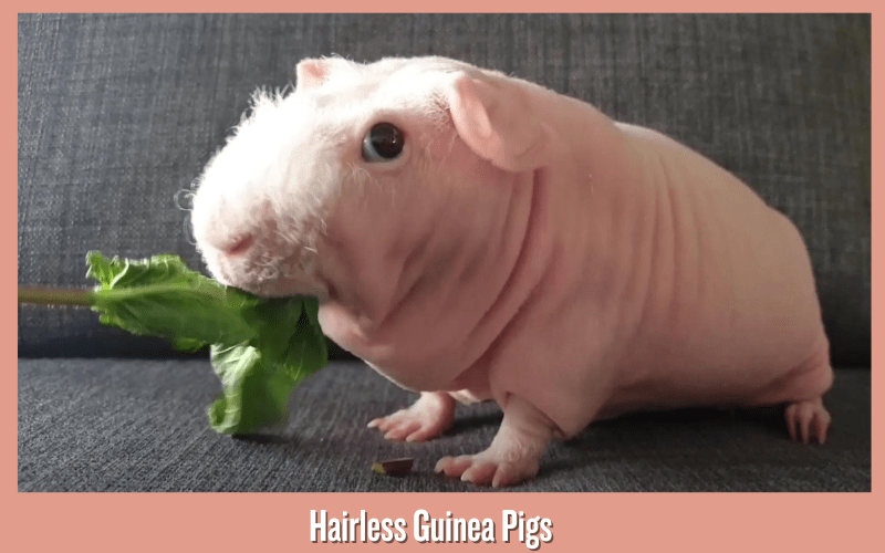 Hairless Guinea Pigs (Skinny Pigs)