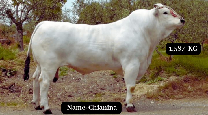 Chianina , Biggest Bull In the World.