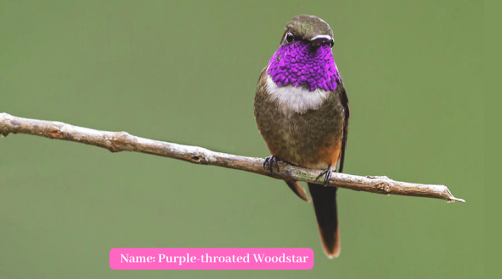 Purple-throated Woodstar 