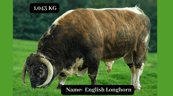 English Longhorn