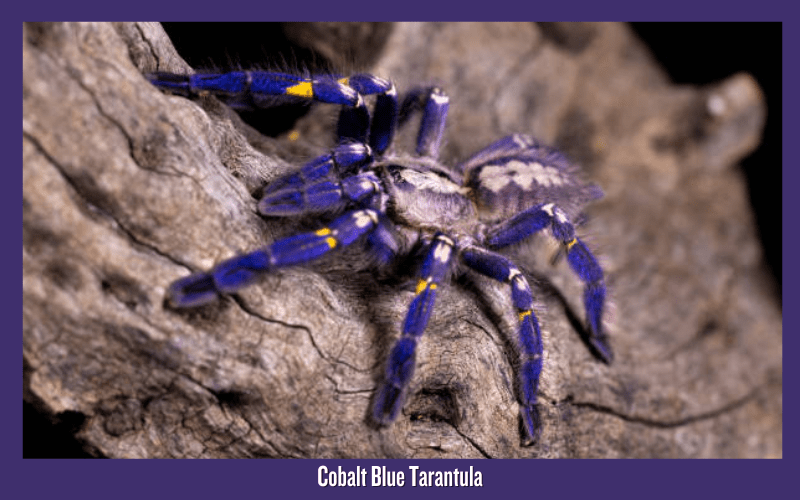 Cobalt Blue Tarantula