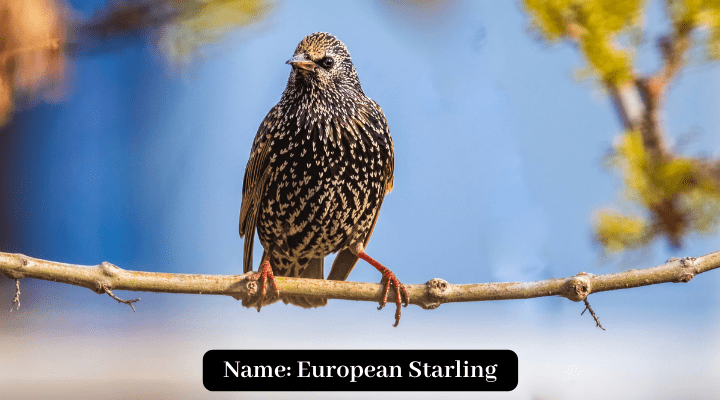 Black Bird in Florida, European Starling  ,