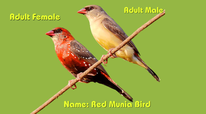 Male & Female Red Munia (Amandava amandava)