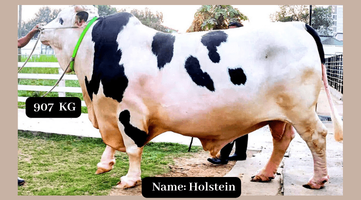 Holstein  Bull
