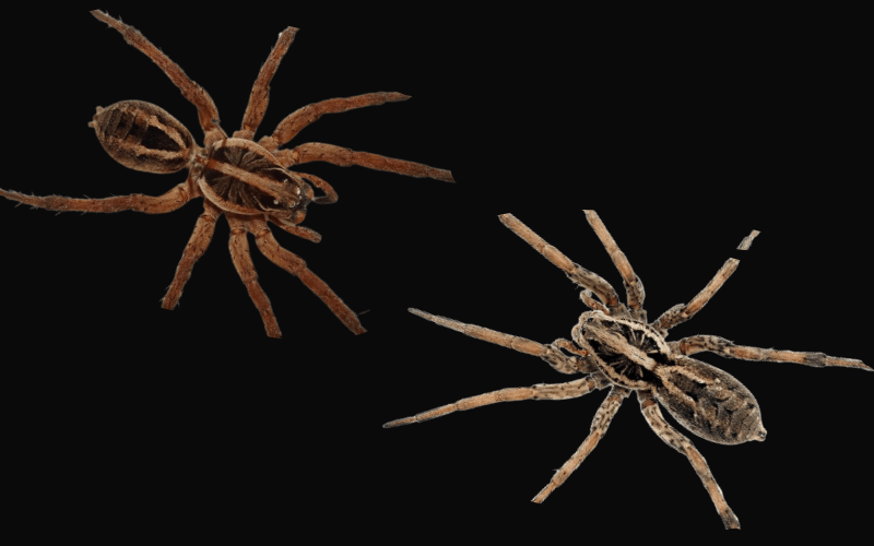 Grass Spider VS Wolf Spider  :10 Similarities
