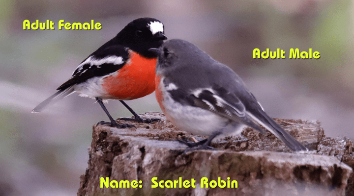 Male & Female  Scarlet Robin (Petroica boodang)