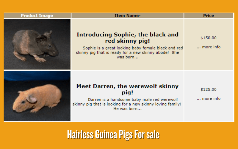 Hairless Guinea Pigs For sale