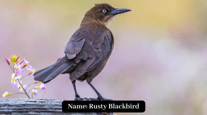 Rusty Blackbird , Black birds in florida