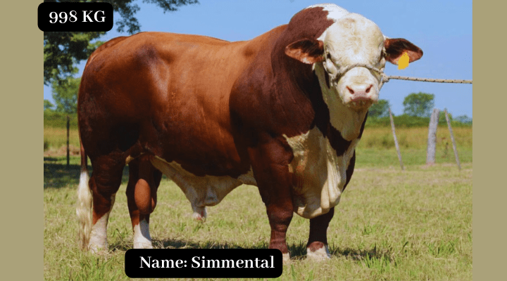Simmental Bull